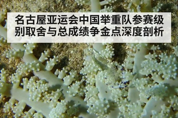 名古屋亚运会中国举重队参赛级别取舍与总成绩争金点深度剖析